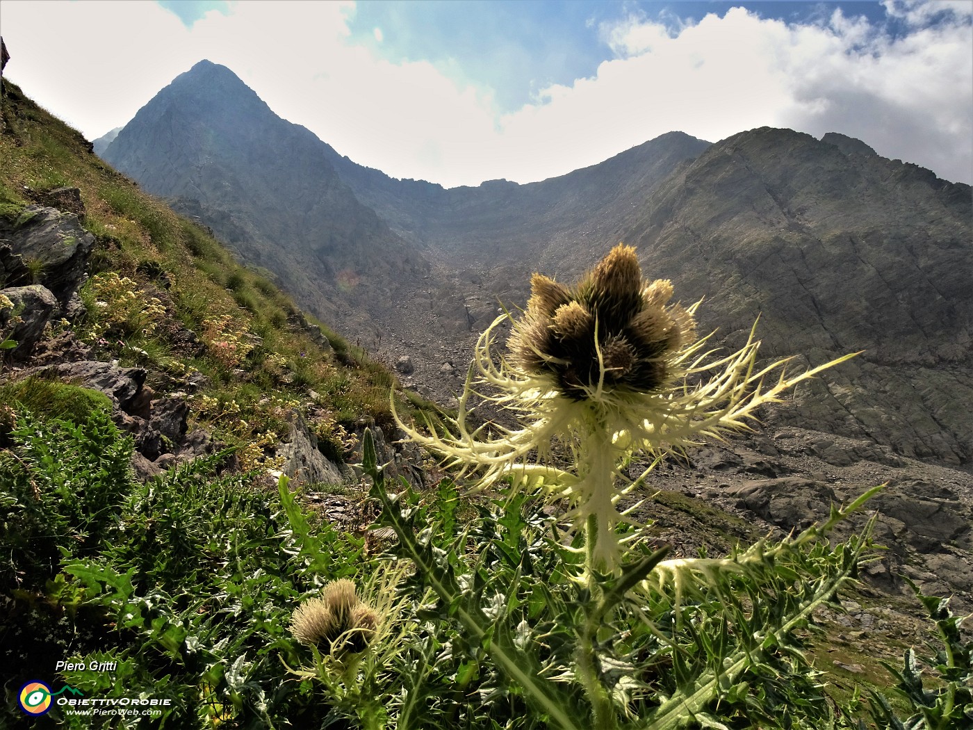 23 Cirsium spinosissimum (Cardo spinosissimo) con vista sul canalone pietroso di salita a Cima Aga .JPG